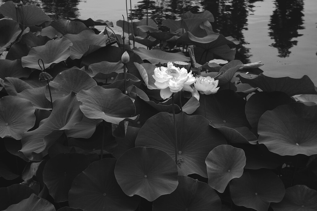 lily pad blooms by blueberry1222
