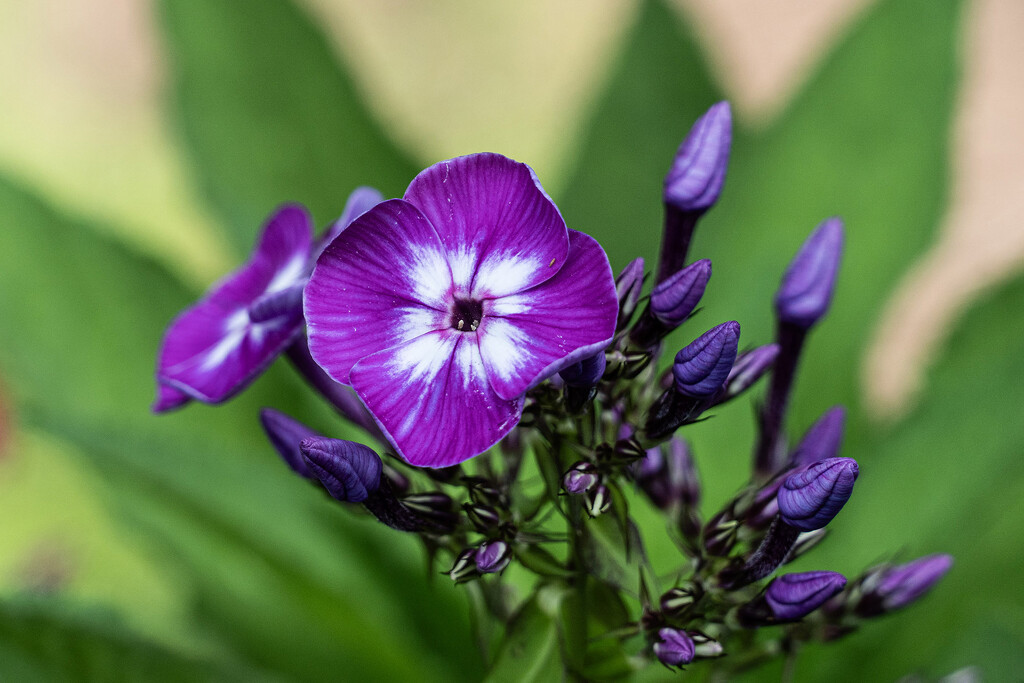 Purple Phlox by k9photo