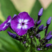 Purple Phlox by k9photo