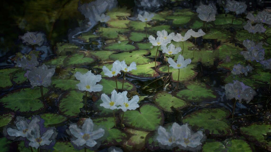 Water lilies by eudora