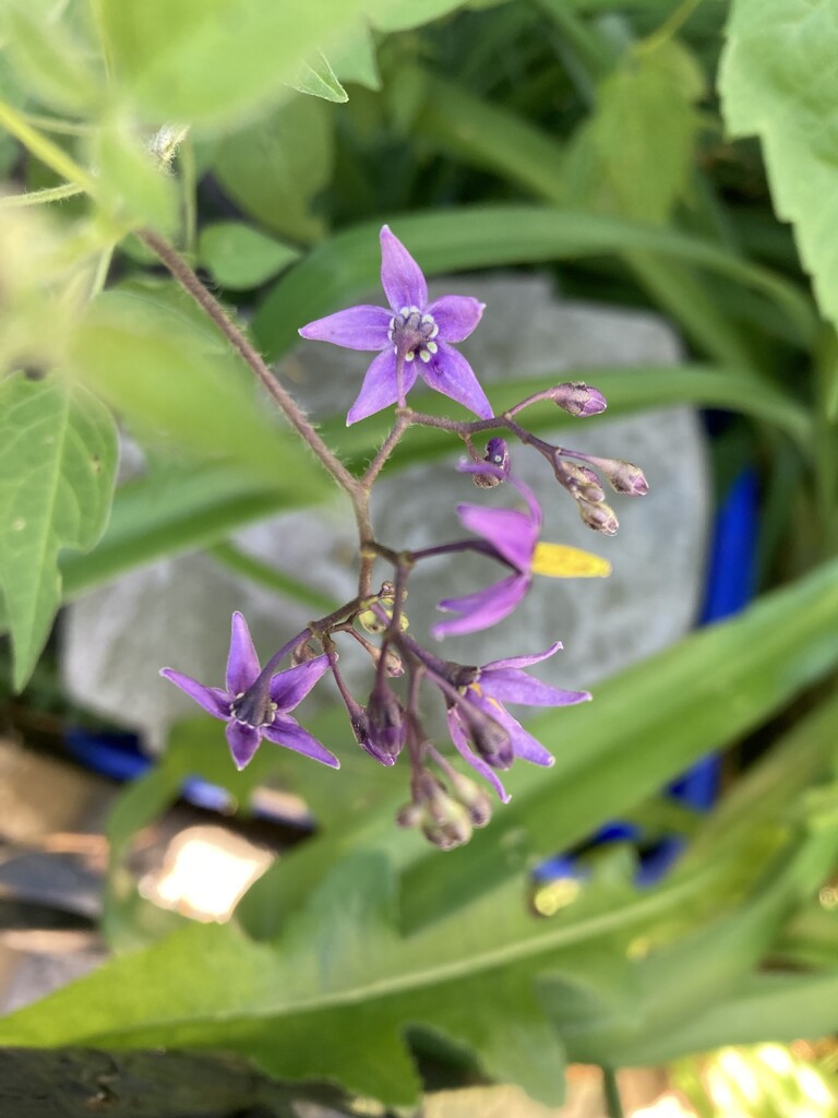 Little Purple Flower  by spanishliz