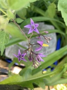 20th Jun 2023 - Little Purple Flower 
