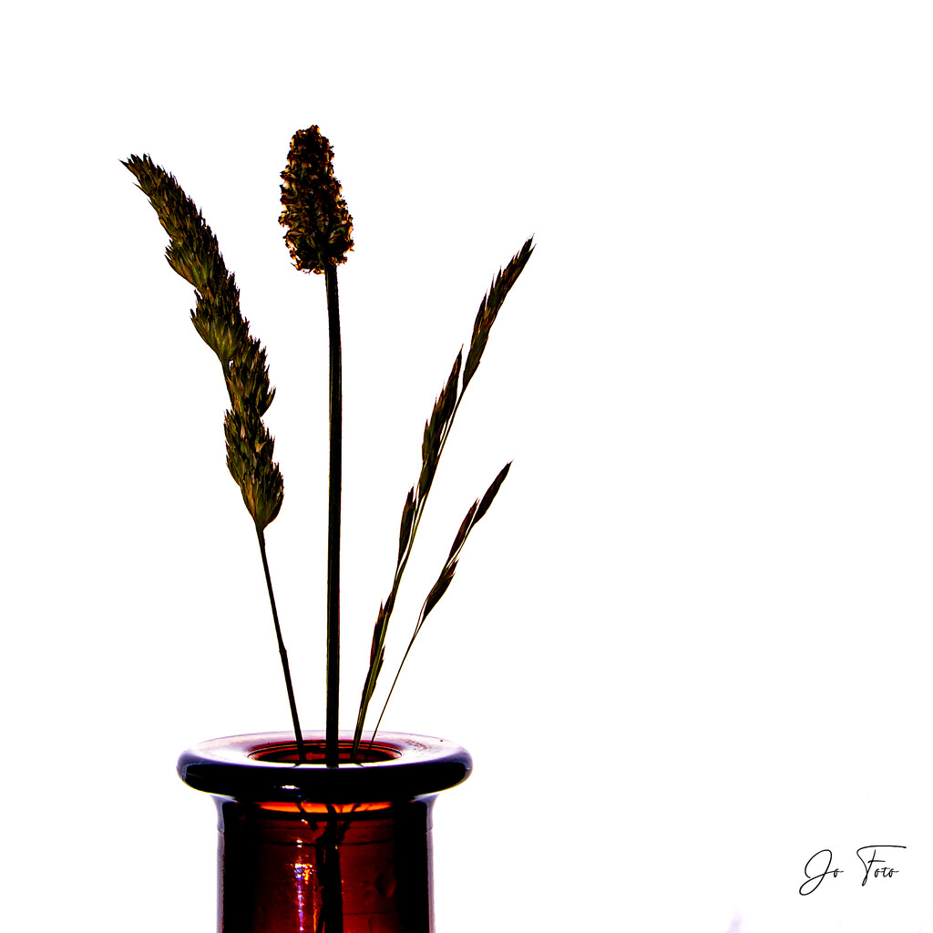 different grasses by jo63