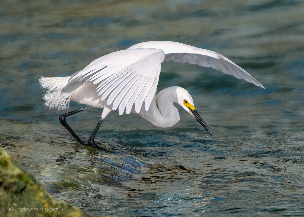 Snowy Egret  by photographycrazy