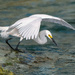 Snowy Egret  by photographycrazy