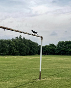 18th Jun 2023 - 2023-06-18 Crow on Goal