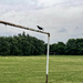 2023-06-18 Crow on Goal by cityhillsandsea