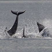 20th Jun 2023 - Dolphins at Chanonry Point.