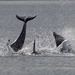 Dolphins at Chanonry Point. by billdavidson