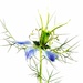 Love-in-a-mist by carole_sandford