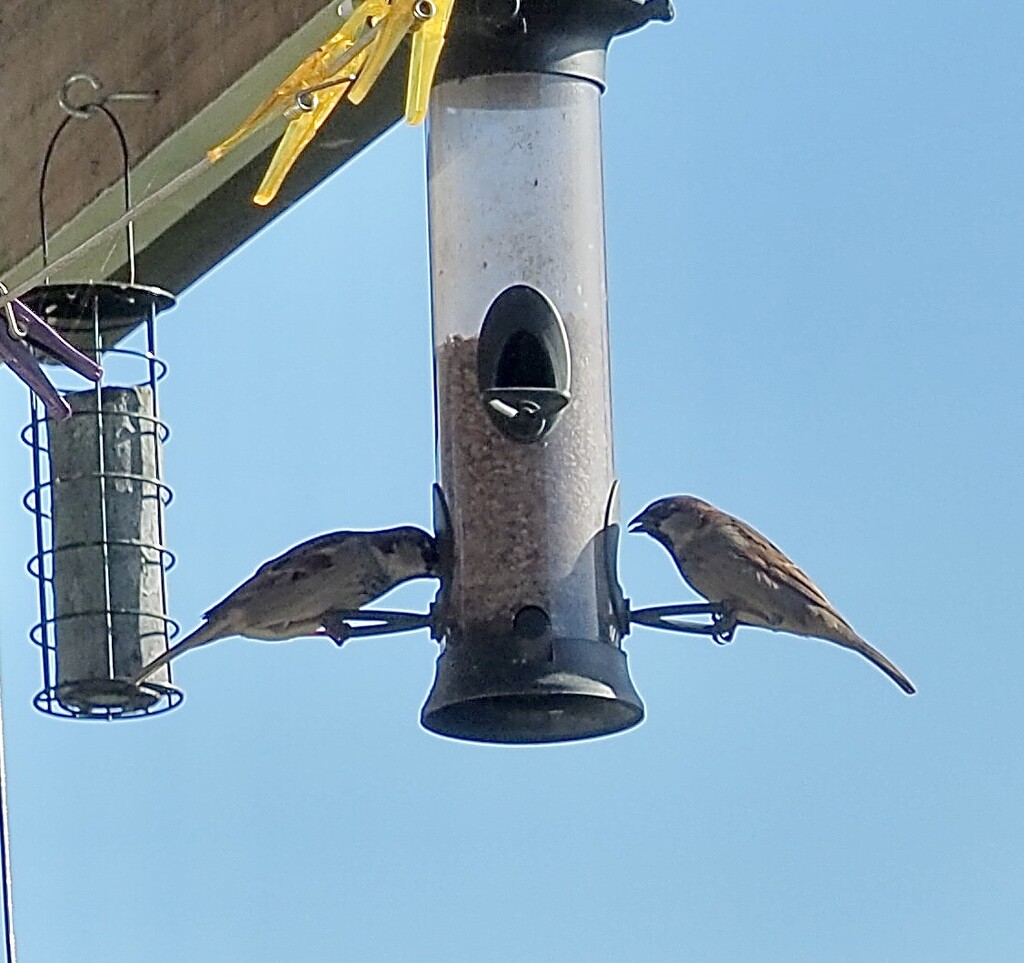 Sparrows enjoying some seeds by Dawn