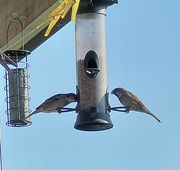 21st Jun 2023 - Sparrows enjoying some seeds