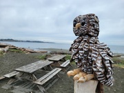 20th Jun 2023 - Driftwood Owl