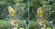 20th Jun 2023 - greenfinch