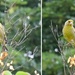 greenfinch by anniesue