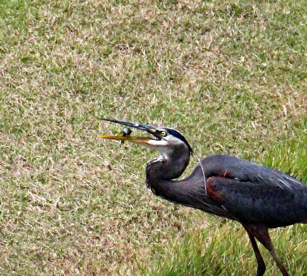 June 18 Blue Heron 2 Flipping The Fish IMG_3579AA by georgegailmcdowellcom