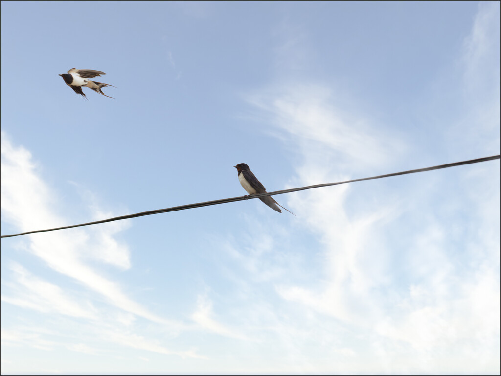 20 Swallows by marshwader