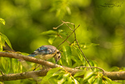 18th Jun 2023 - Evening Blue Jay