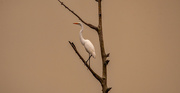 20th Jun 2023 - Egret, Up in the Tree!