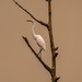 Egret, Up in the Tree! by rickster549