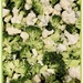 Preparing my favorite broccoli and cauliflower salad by eahopp