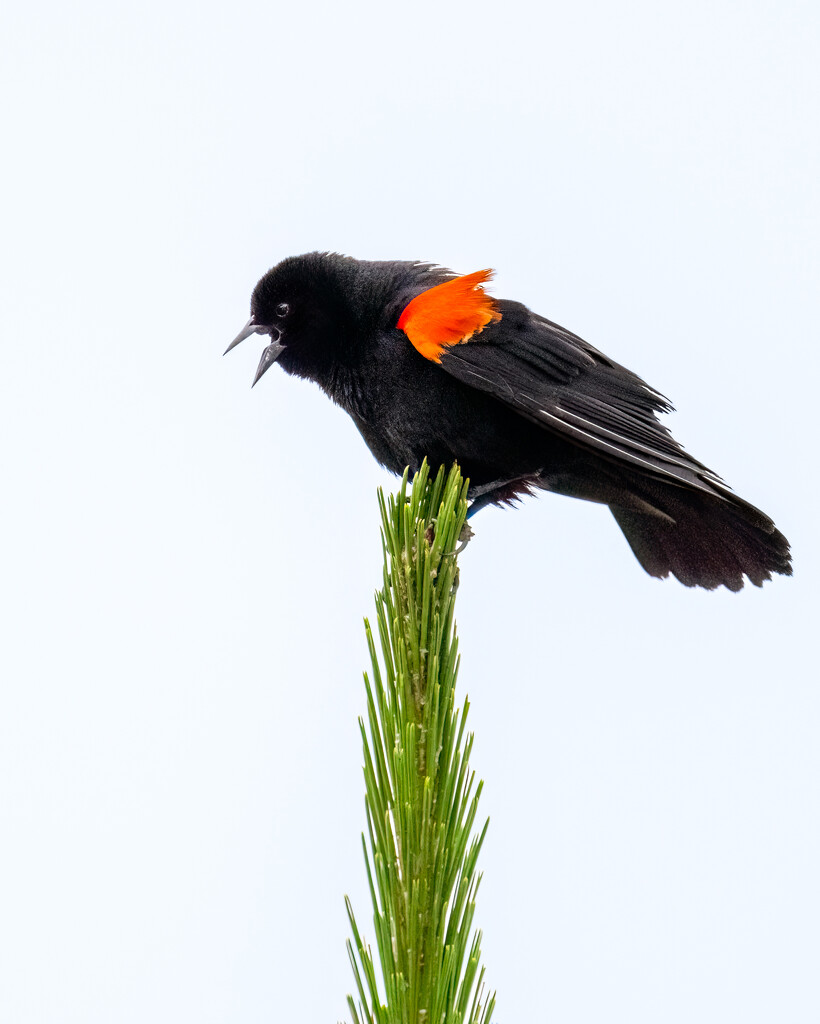 Red-winged Blackbird by nicoleweg
