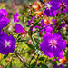 More pretty colourful blooms by ludwigsdiana
