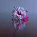 Playing with focus stacking by suez1e