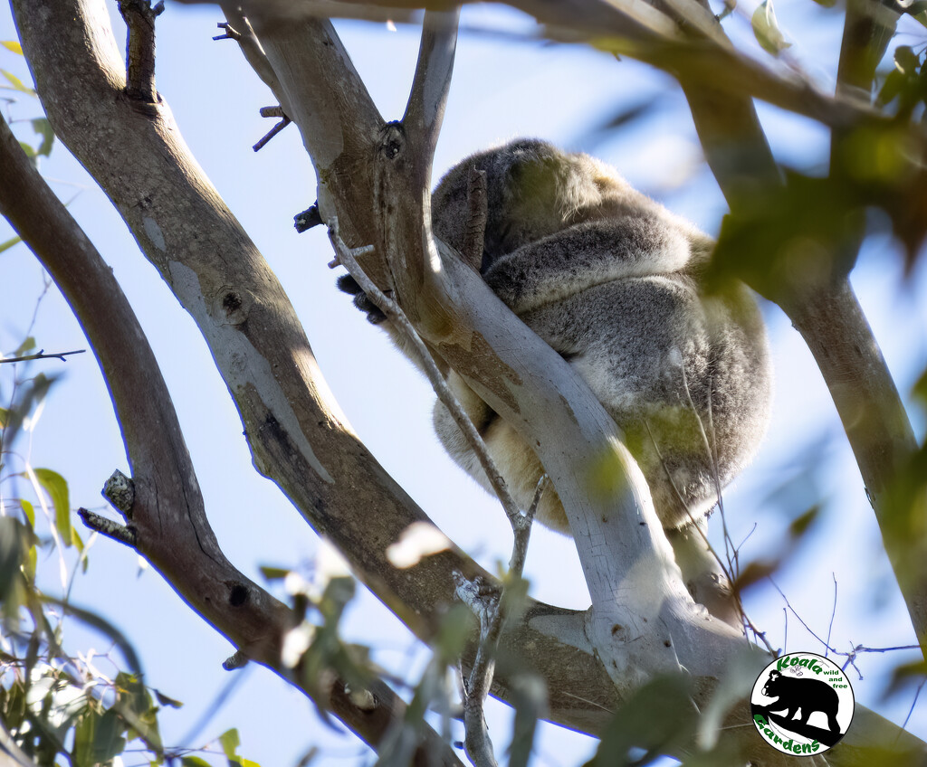 all tucked up by koalagardens