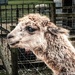 The llama by stuart46