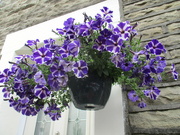 21st Jun 2023 - Purple and white petunias.