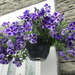 Purple and white petunias. by grace55