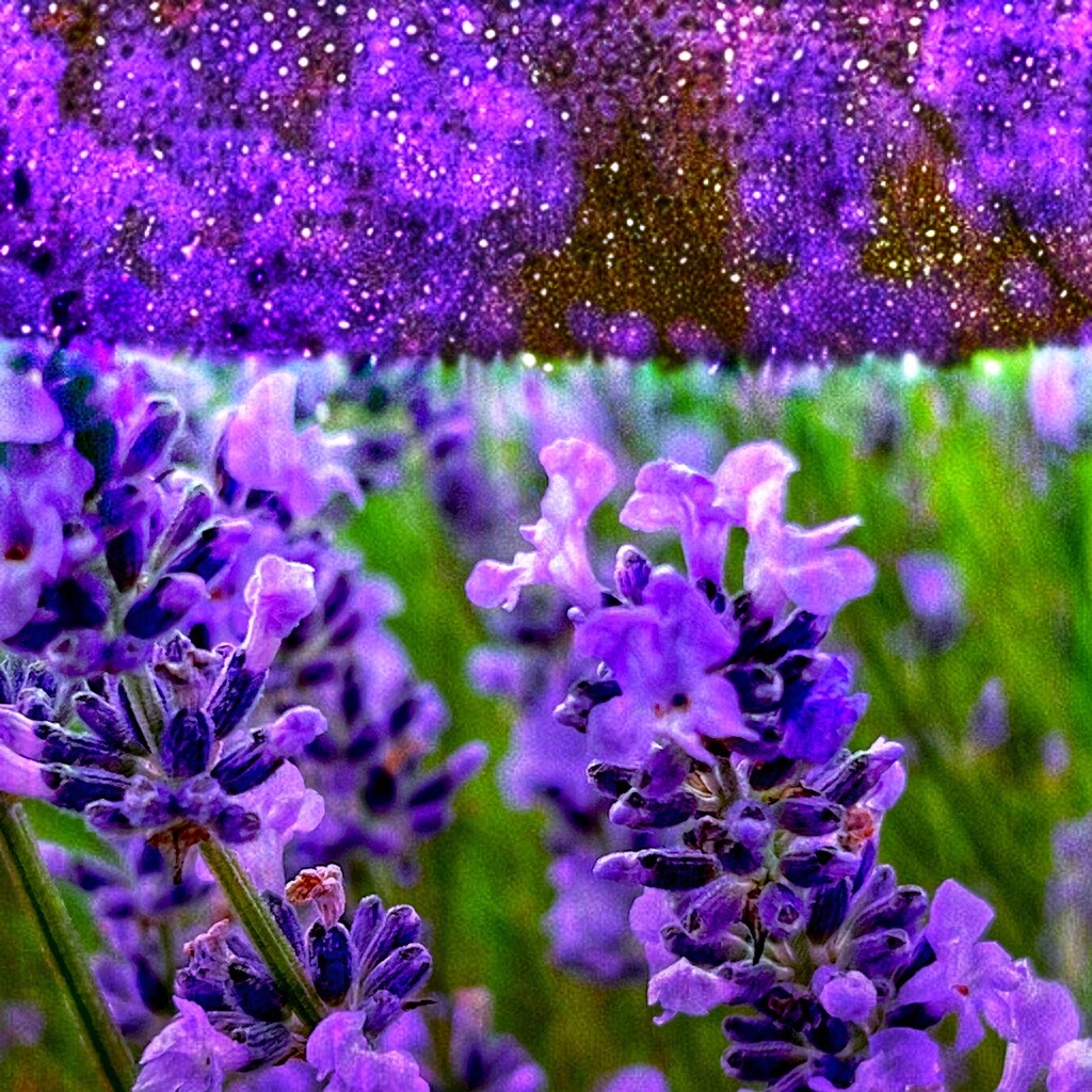 Purple Rain  by rensala