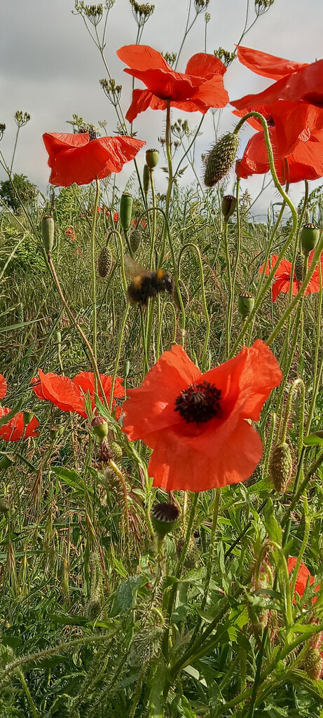 Bees and Poppies by 365projectorgjoworboys