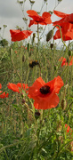 21st Jun 2023 - Bees and Poppies