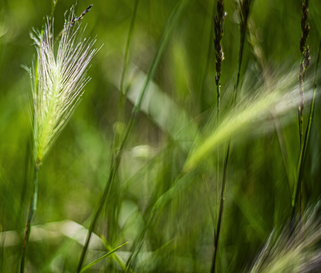grasses by darchibald