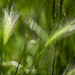 grasses by darchibald