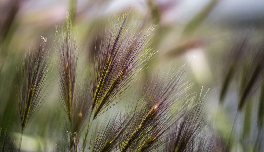 grasses_1 by darchibald