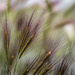 grasses_1 by darchibald