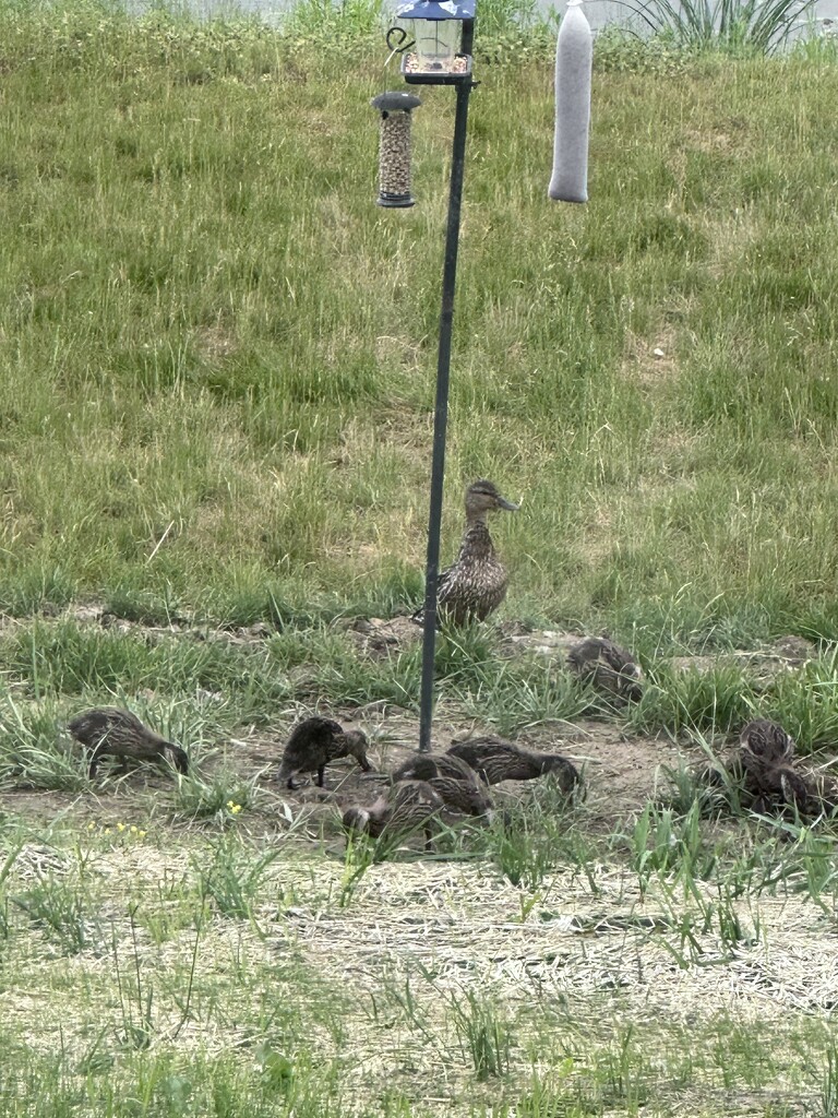 Mama visiting with her ducklings by kdrinkie