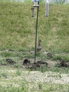 13th Jun 2023 - Mama visiting with her ducklings
