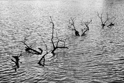 19th Jun 2023 - An unfortunate tree fell into Narrabeen Lagoon. 