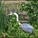 A lovely heron by rosiekind