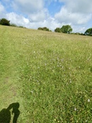 21st Jun 2023 - A very special orchid meadow