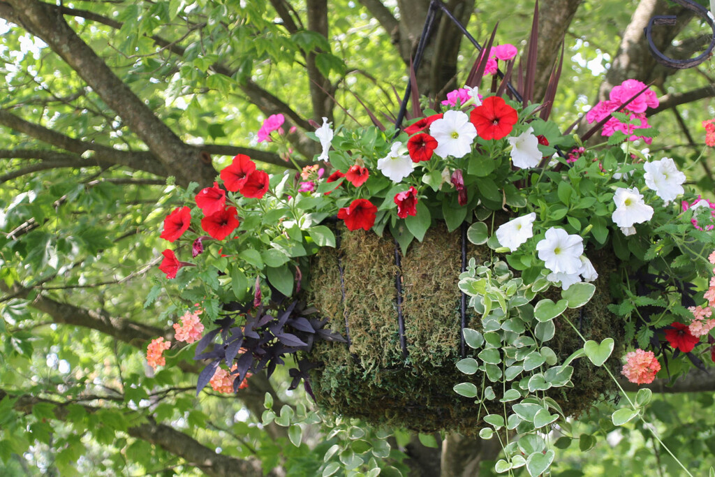 Hanging basket by mittens