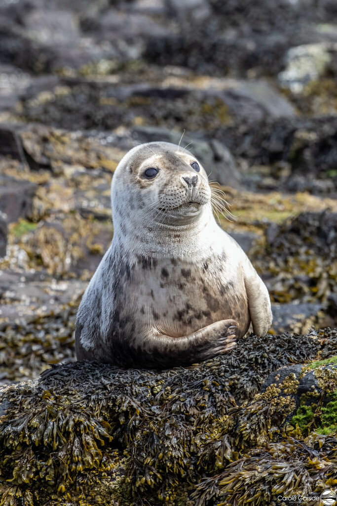 Grey seal Pup by yorkshirekiwi