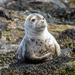 Grey seal Pup by yorkshirekiwi