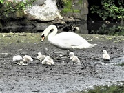 1st Jun 2023 - Swans in Highfields Park