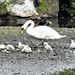 Swans in Highfields Park by oldjosh