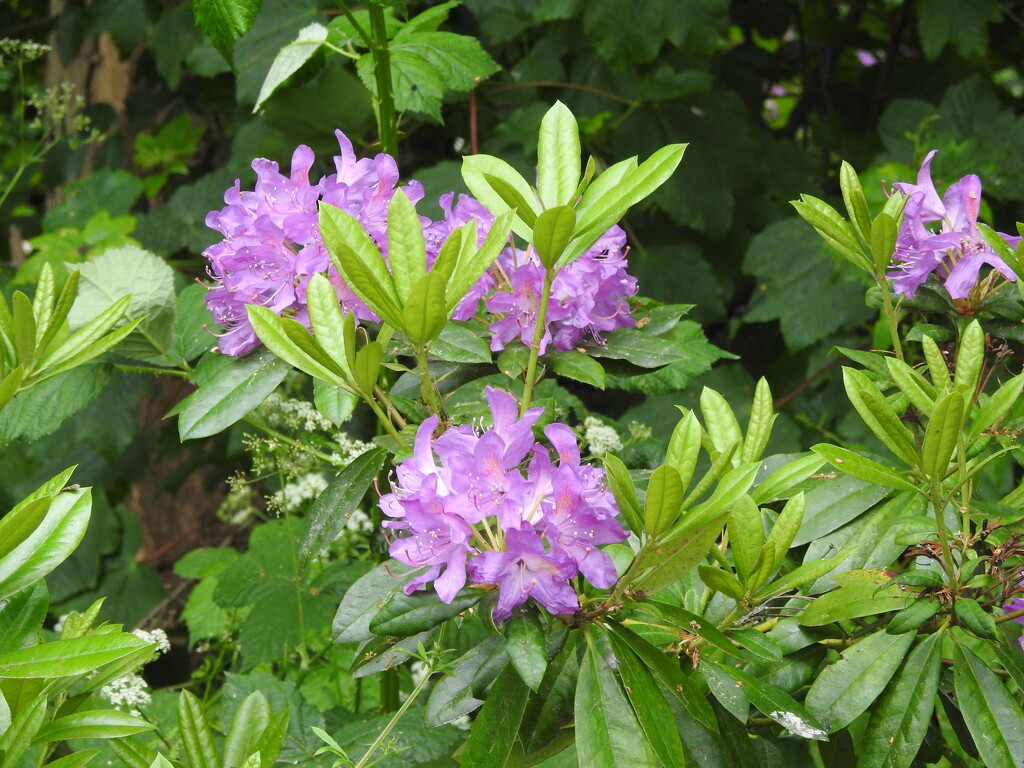 Rhododendron by oldjosh